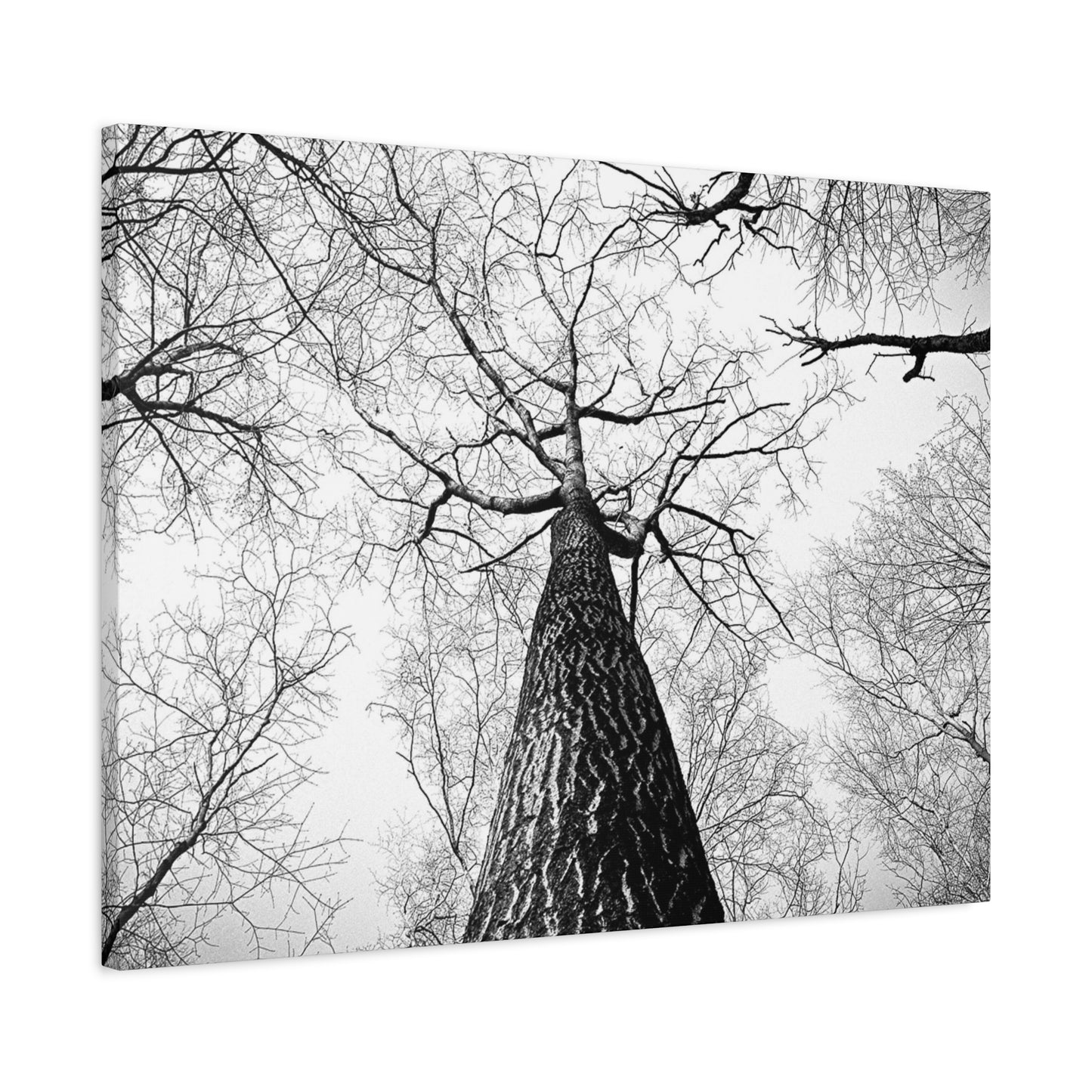 Black & White Tree Canopy Matte Canvas Wall Art — Upward Forest Photography