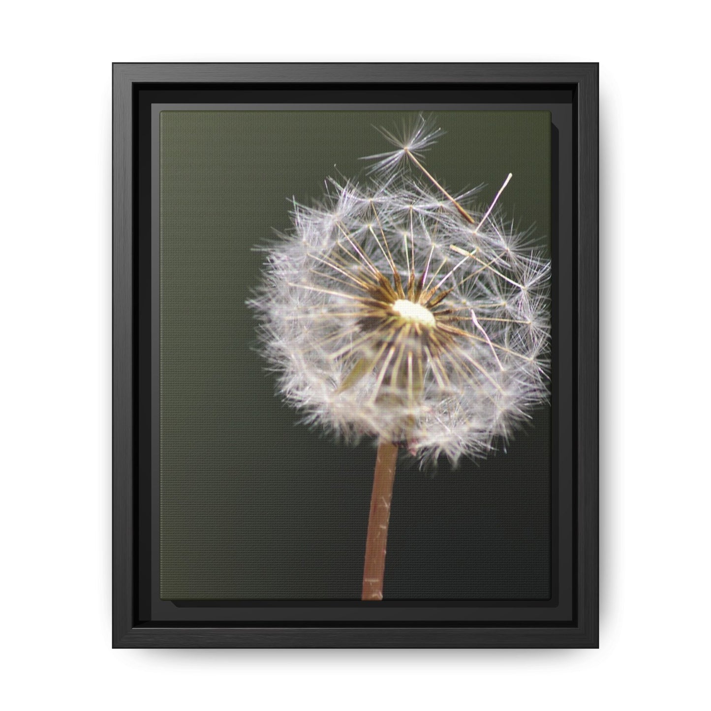 Framed Dandelion Canvas Print — Matte Botanical Wall Art