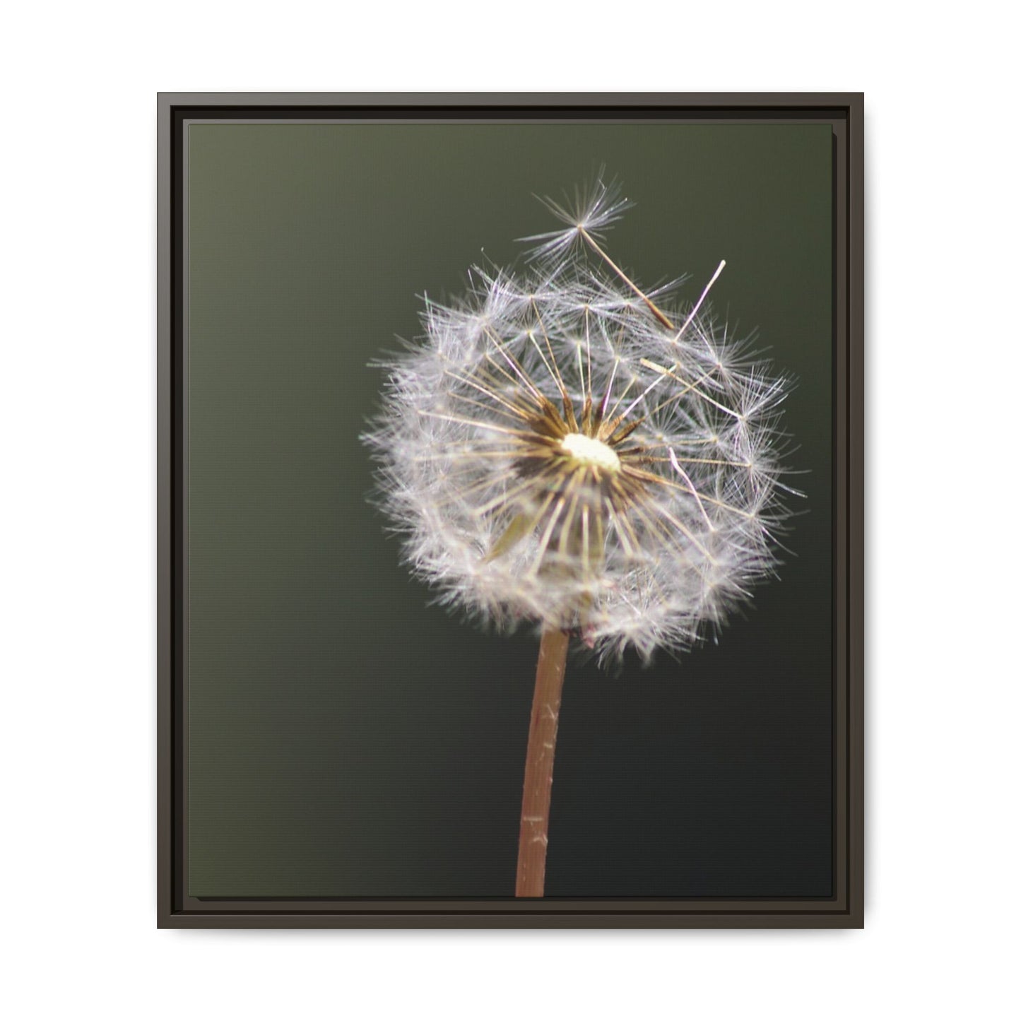 Framed Dandelion Canvas Print — Matte Botanical Wall Art