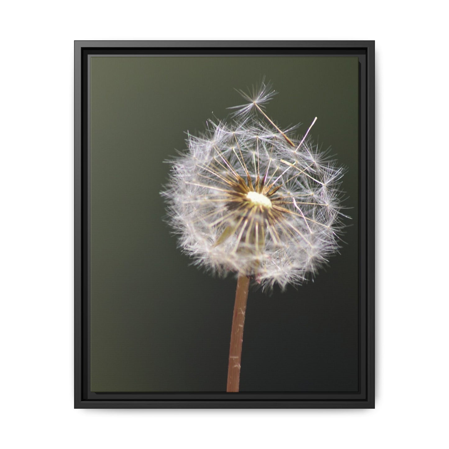 Framed Dandelion Canvas Print — Matte Botanical Wall Art