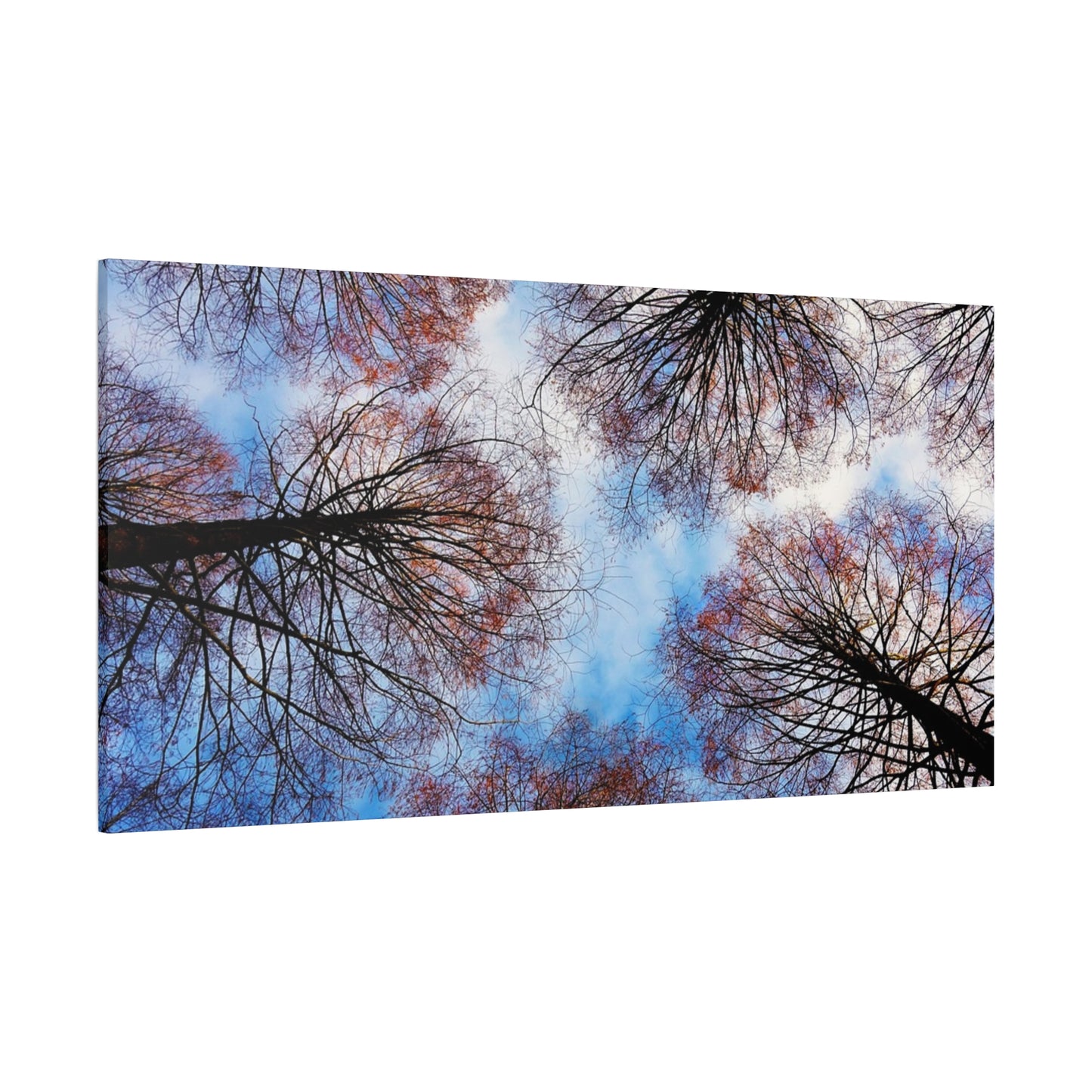 Canopy Sky Canvas Print — Winter Tree Tops Wall Art