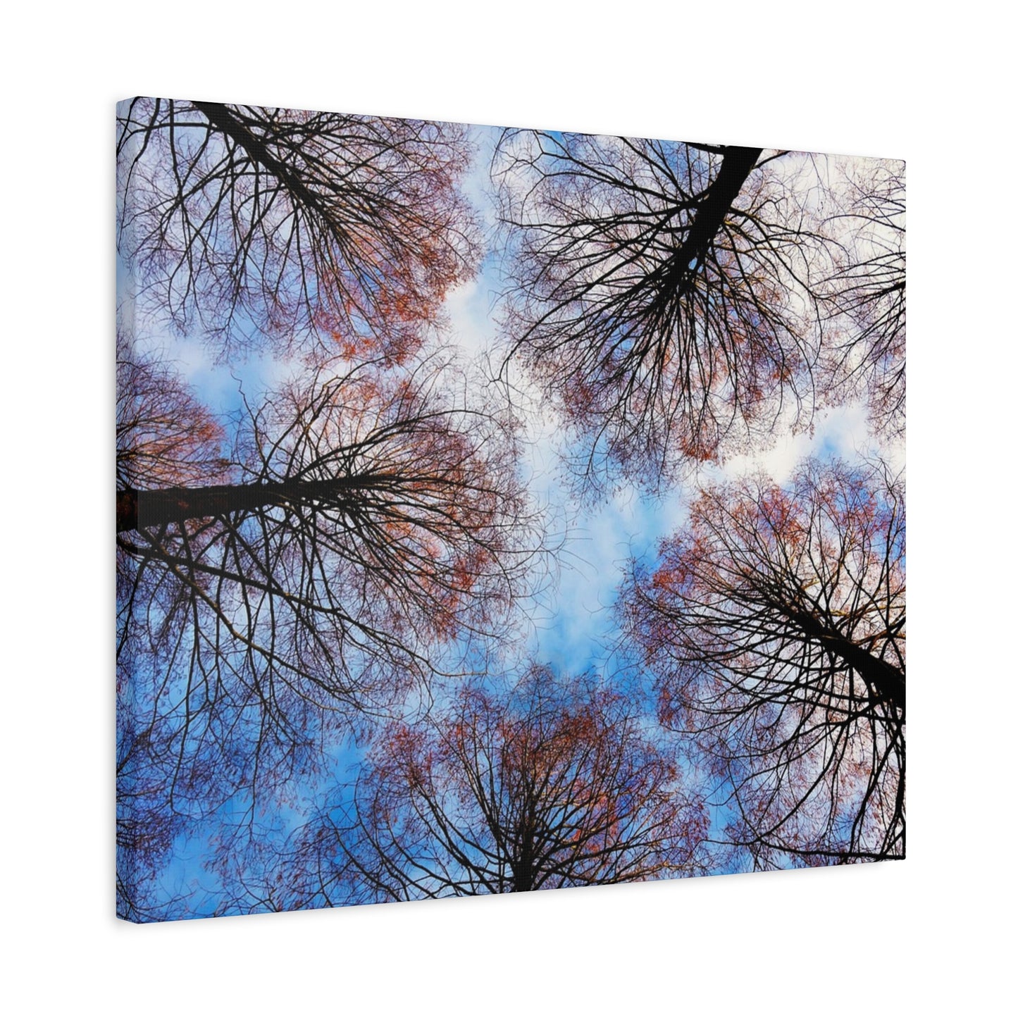 Canopy Sky Canvas Print — Winter Tree Tops Wall Art