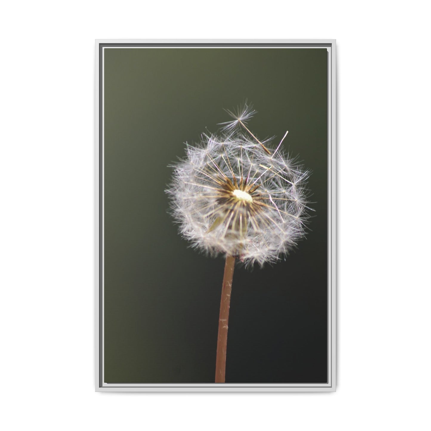 Framed Dandelion Canvas Print — Matte Botanical Wall Art