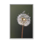 Framed Dandelion Canvas Print — Matte Botanical Wall Art