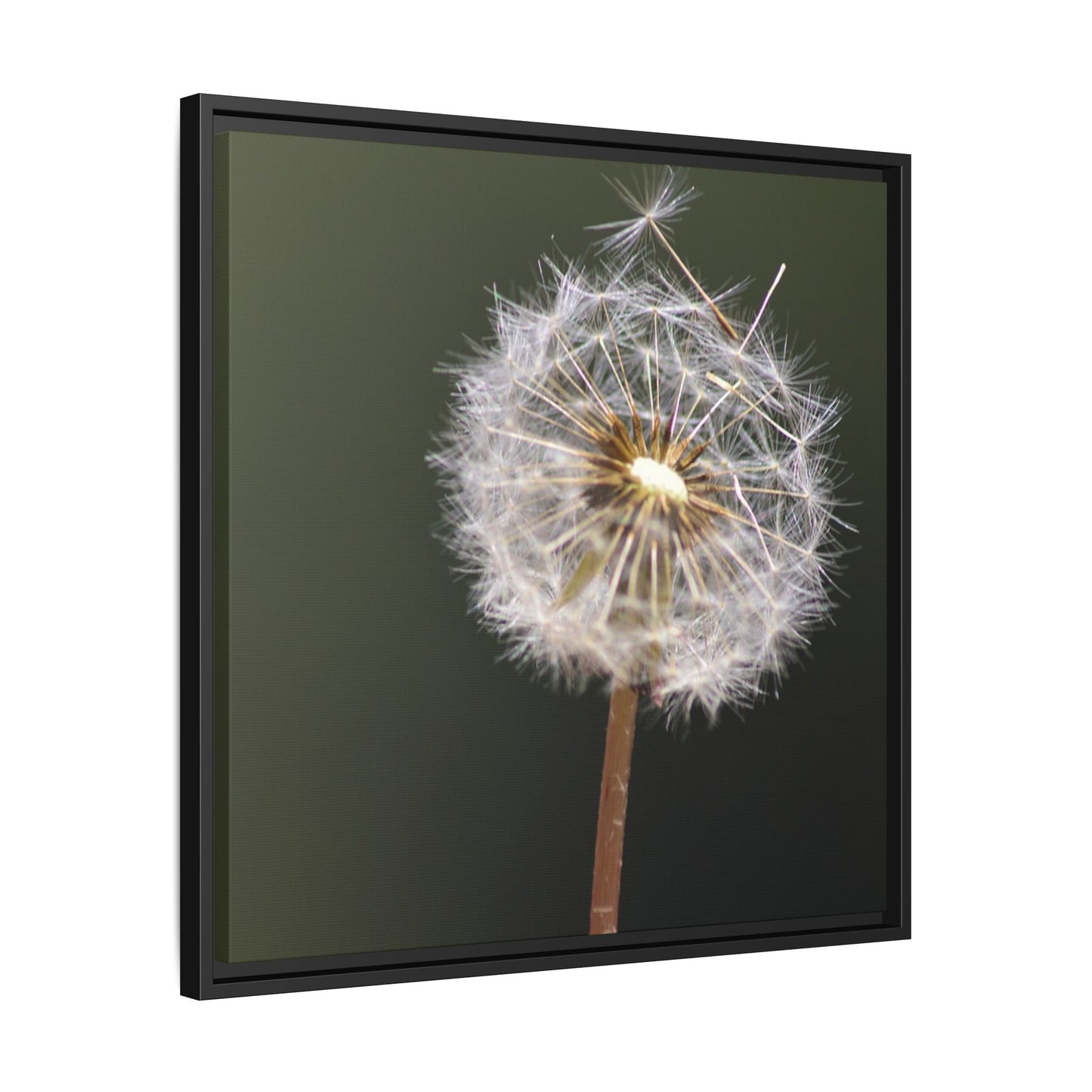 Framed Dandelion Canvas Print — Matte Botanical Wall Art