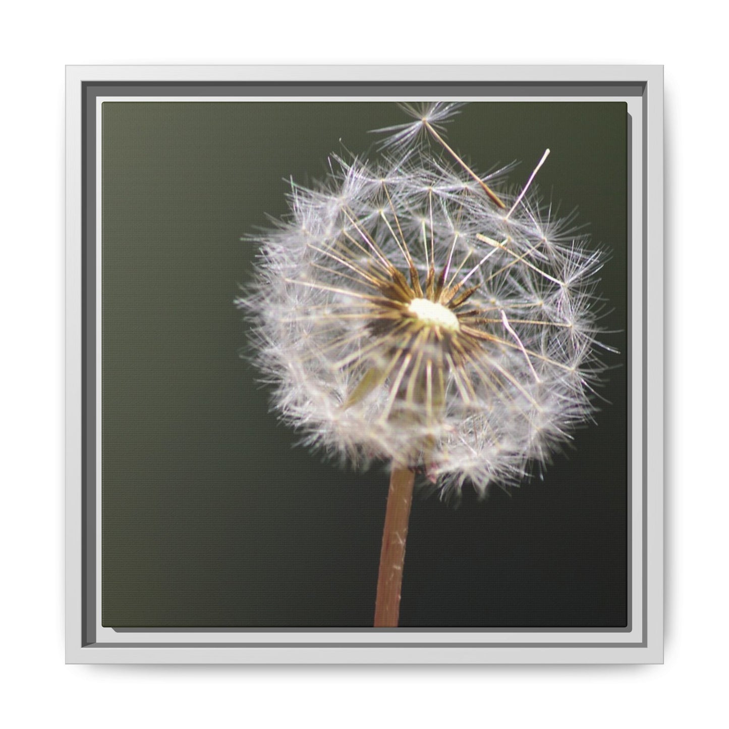 Framed Dandelion Canvas Print — Matte Botanical Wall Art