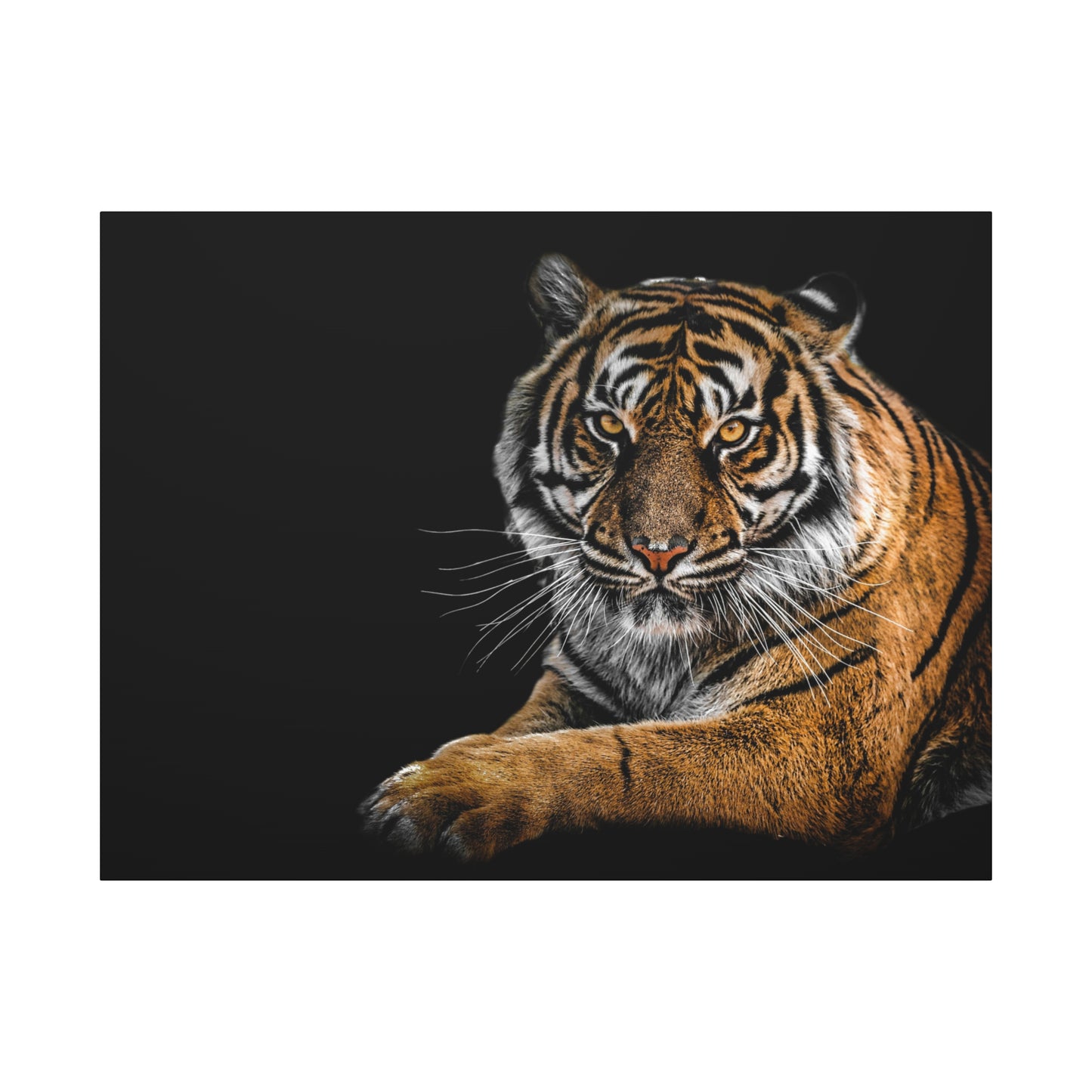 Majestic Tiger Canvas Art, Perfect for Animal Lovers