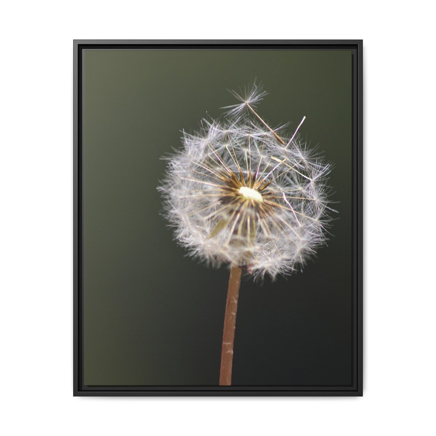 Framed Dandelion Canvas Print — Matte Botanical Wall Art