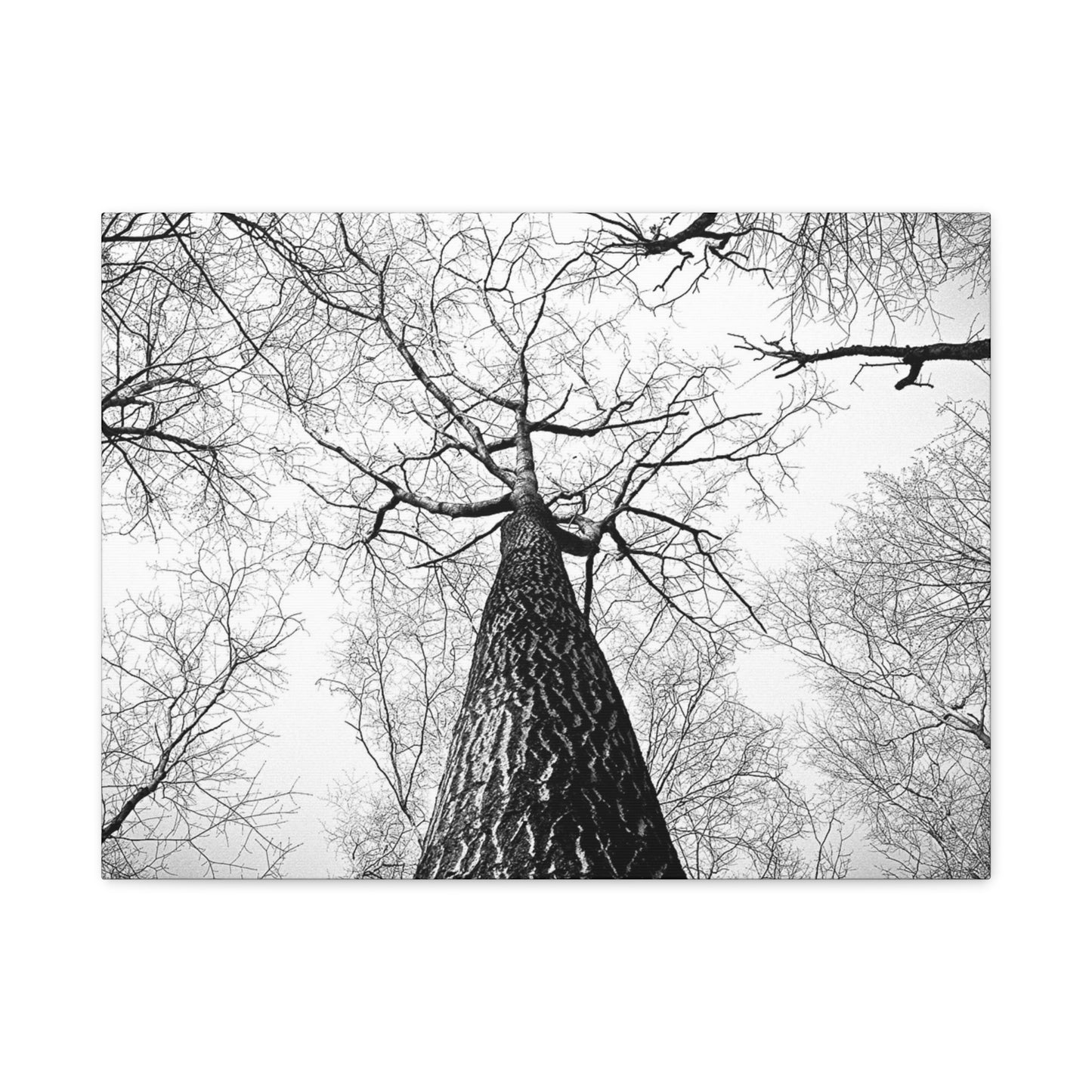 Black & White Tree Canopy Matte Canvas Wall Art — Upward Forest Photography