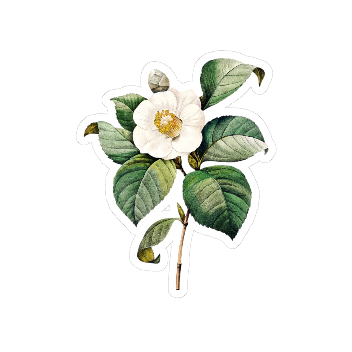 Vintage Camellia Flower Sticker — Botanical Kiss-Cut Decal for Laptops & Journals