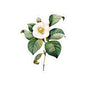 Vintage Camellia Flower Sticker — Botanical Kiss-Cut Decal for Laptops & Journals