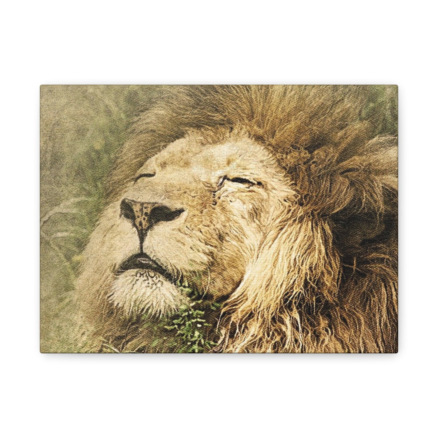 Lion Portrait Matte Canvas Print — Stretched 1.25" Wall Art