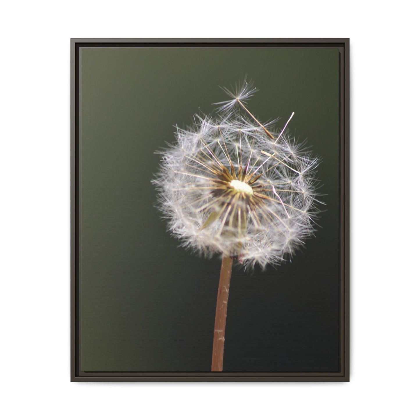Framed Dandelion Canvas Print — Matte Botanical Wall Art