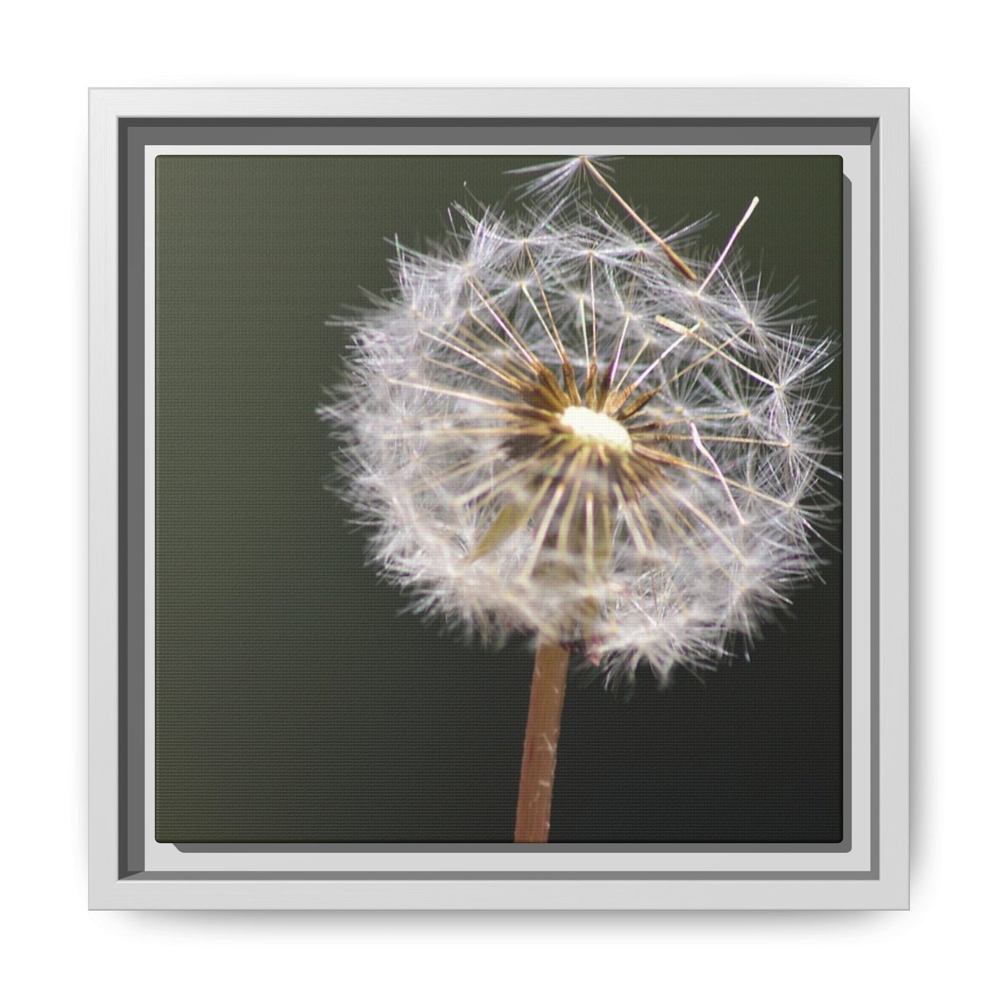 Framed Dandelion Canvas Print — Matte Botanical Wall Art