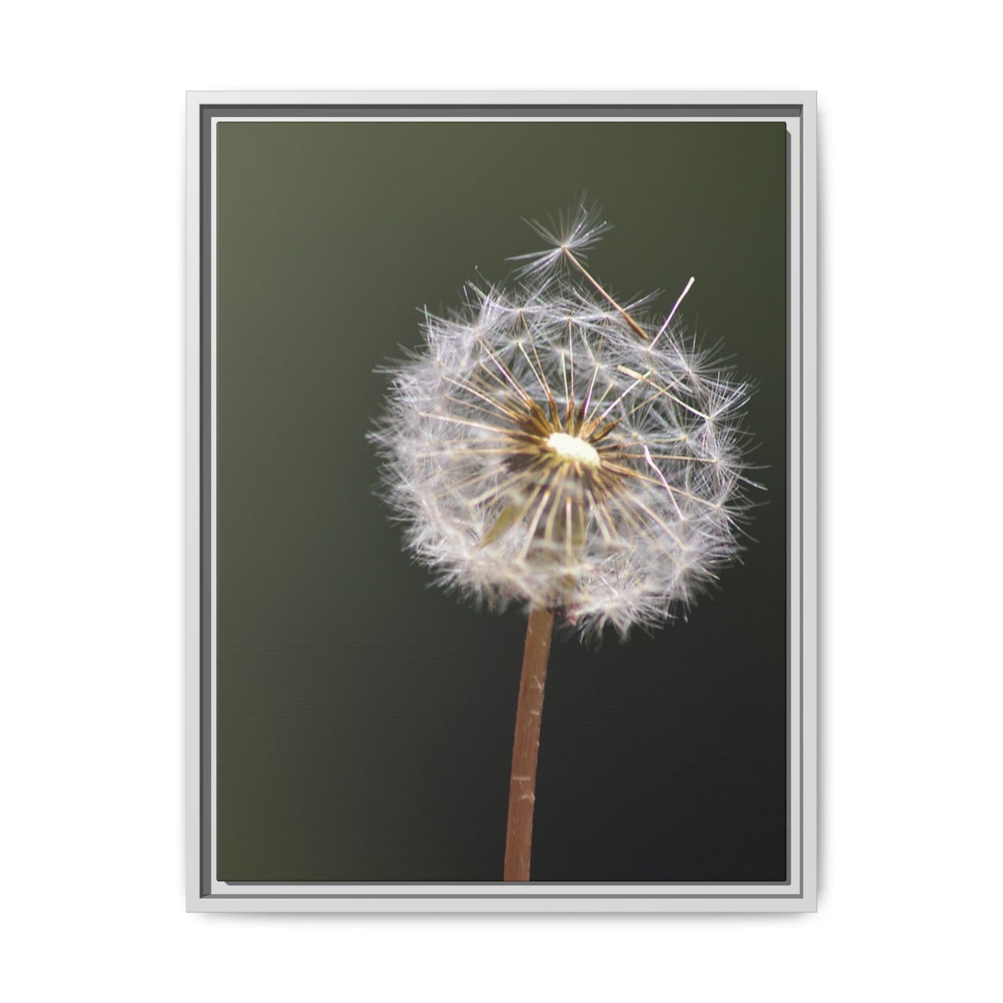 Framed Dandelion Canvas Print — Matte Botanical Wall Art