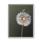 Framed Dandelion Canvas Print — Matte Botanical Wall Art
