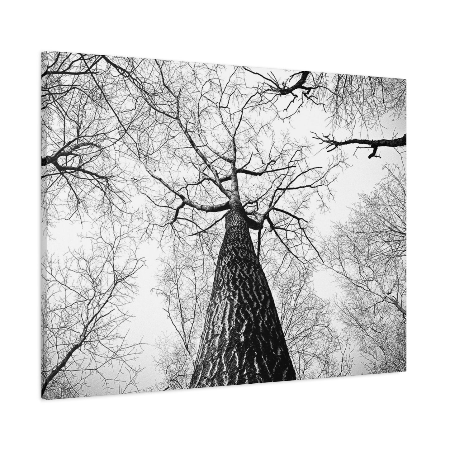 Black & White Tree Canopy Matte Canvas Wall Art — Upward Forest Photography