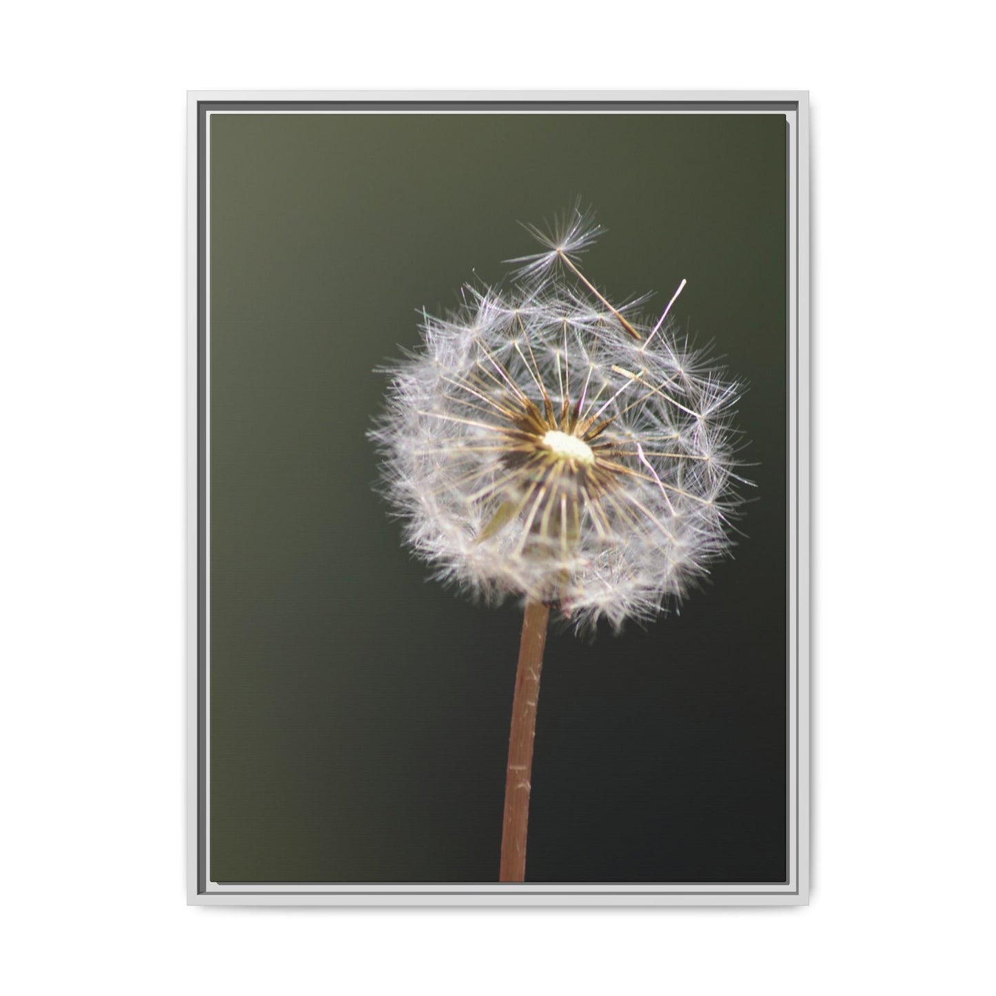 Framed Dandelion Canvas Print — Matte Botanical Wall Art