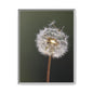Framed Dandelion Canvas Print — Matte Botanical Wall Art