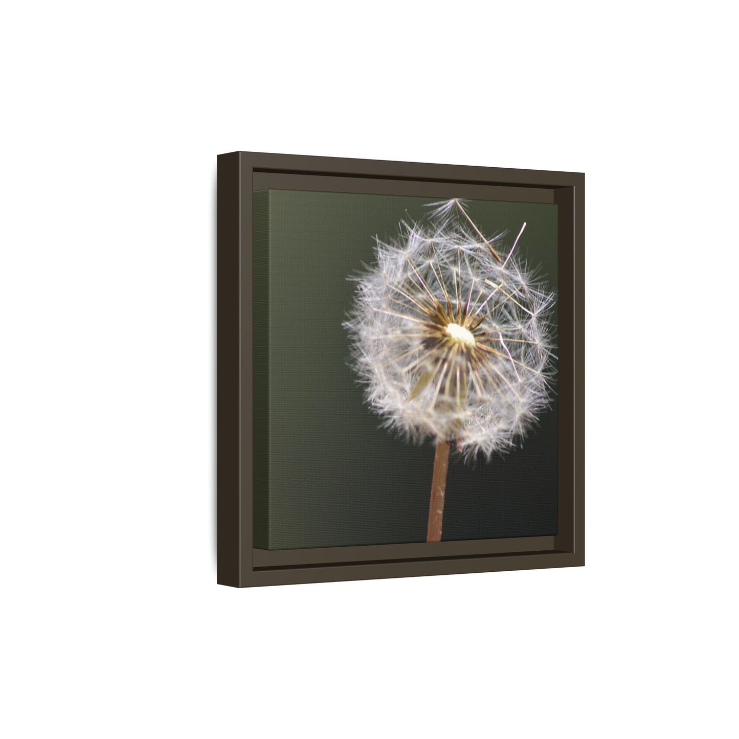 Framed Dandelion Canvas Print — Matte Botanical Wall Art