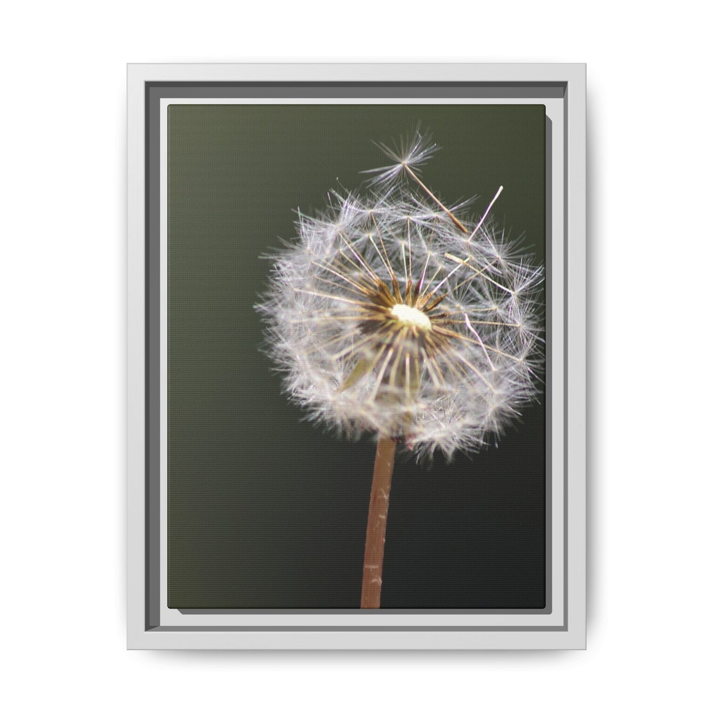 Framed Dandelion Canvas Print — Matte Botanical Wall Art