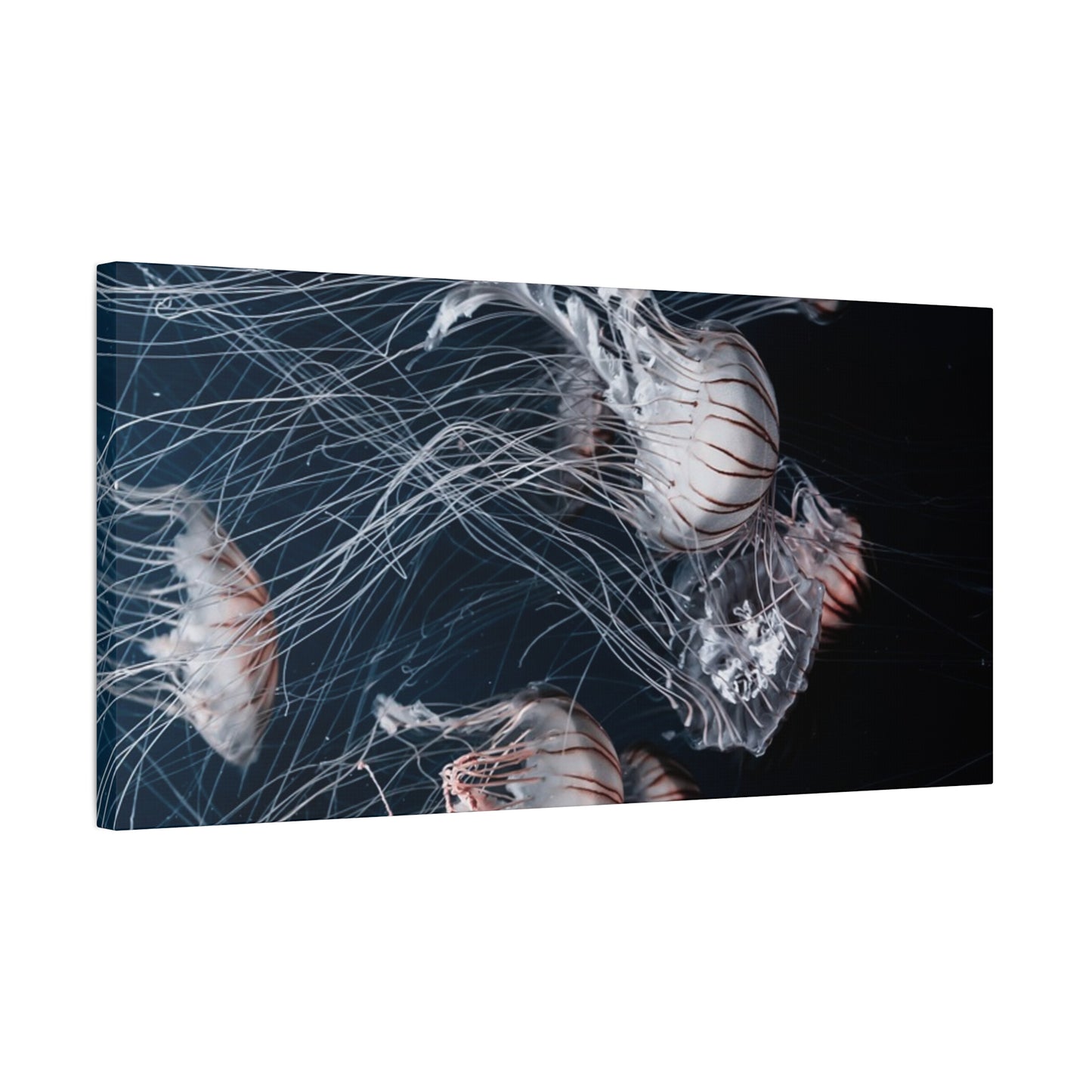 Jellyfish Swarm Matte Stretched Canvas