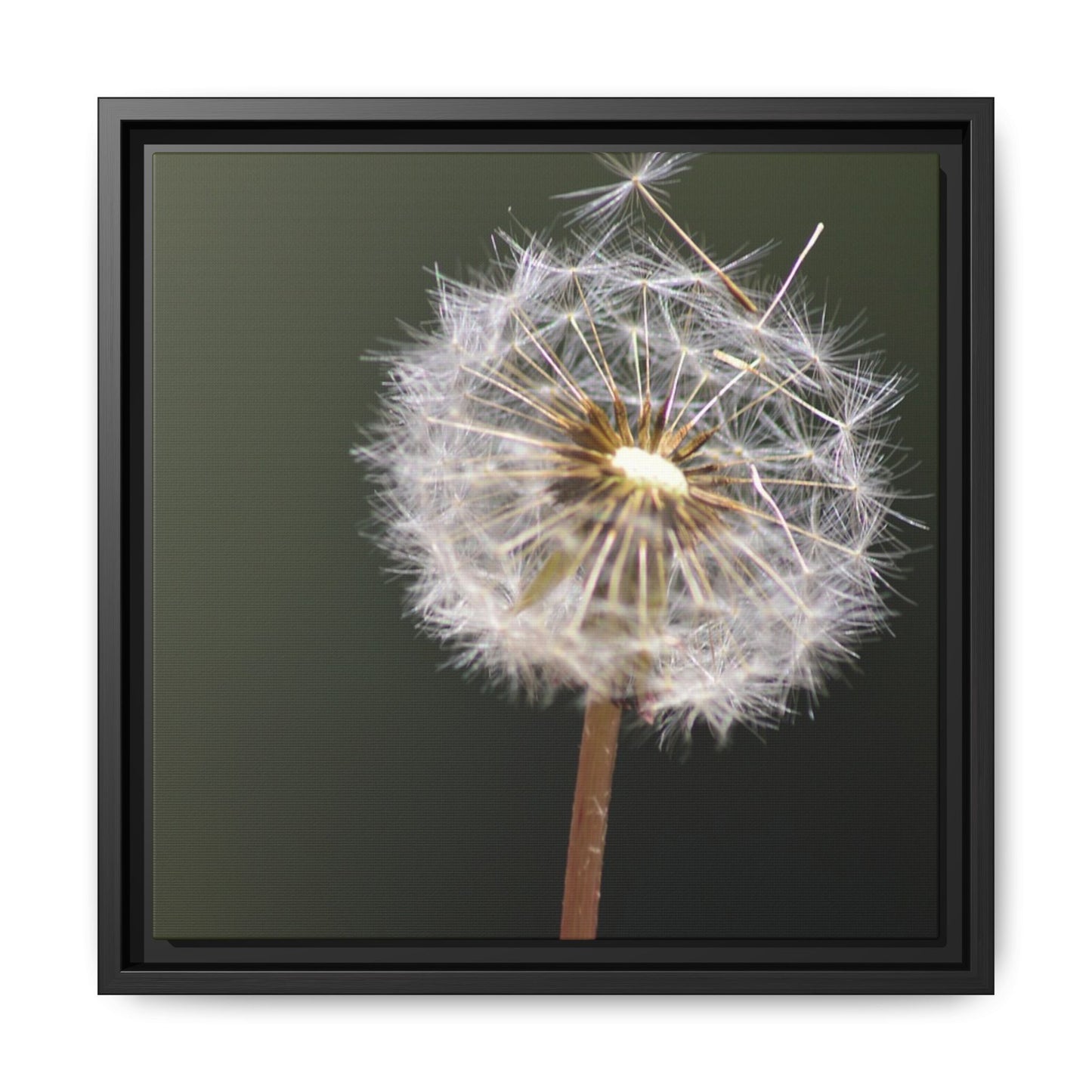 Framed Dandelion Canvas Print — Matte Botanical Wall Art