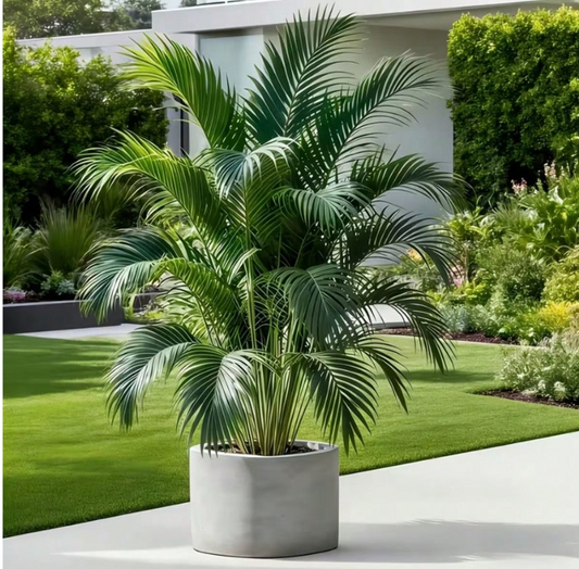 1 Large Outdoor Artificial Palm Tree For Both Indoor And Outdoor Use, Featuring Heat-Resistant, Windproof